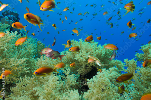 Fototapeta Naklejka Na Ścianę i Meble -  Soft corals and reef fishes of Zabargad Island Red Sea Egypt