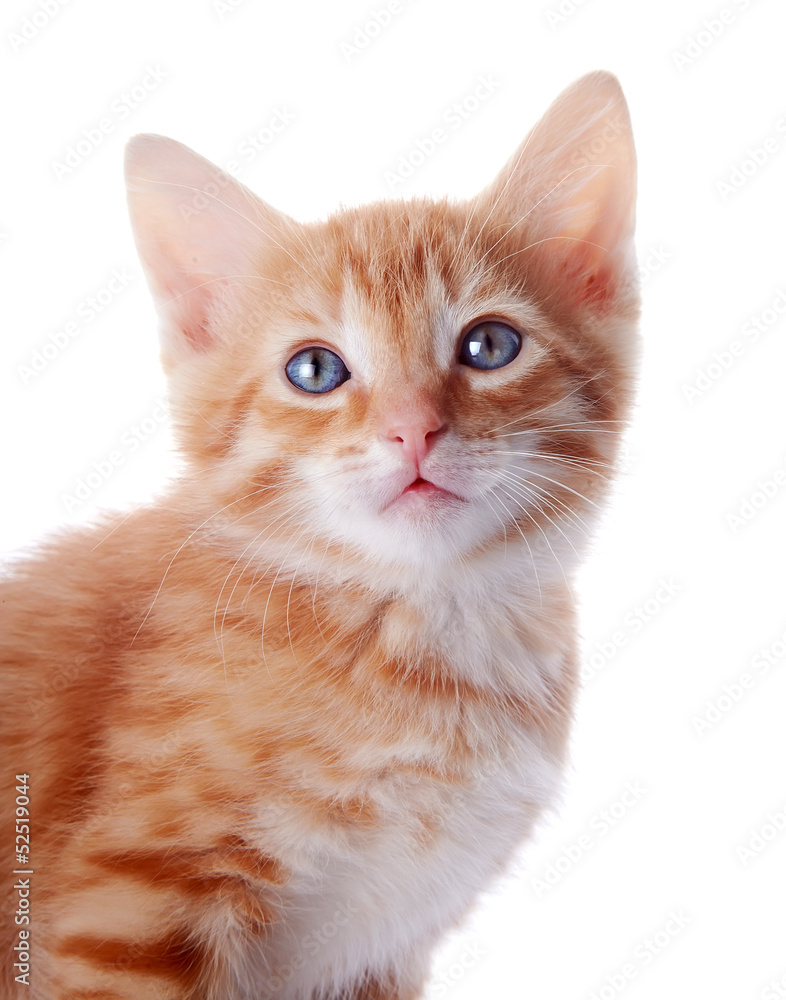 Portrait of a red striped kitten with blue eyes. Portrait of a red striped kitten with blue eyes.
