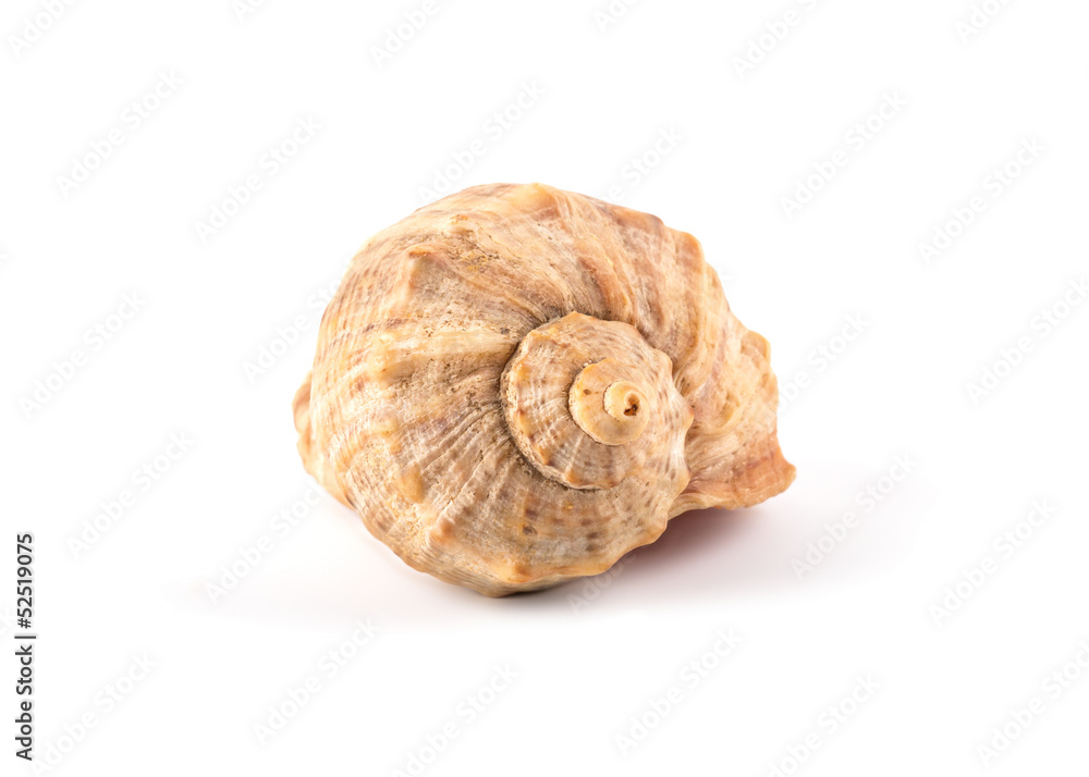 Shell isolated on white