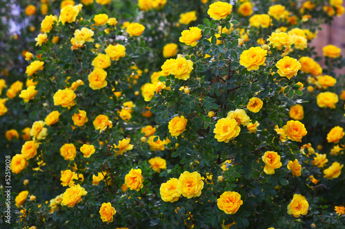 briar yellow rose bush flowers nature background wallpaper