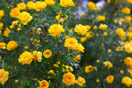 bush briar yellow rose flowers nature background wallpaper