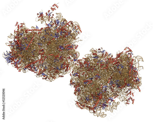 Eukaryotic ribosome (80S, from Baker's yeast). photo