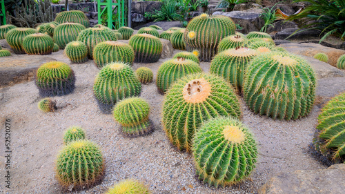 Spherical cactus in the park