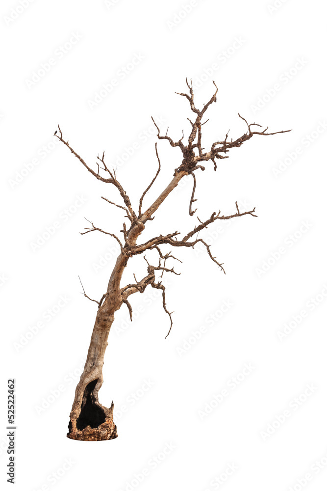 Fototapeta premium Old and dead tree isolated on white background