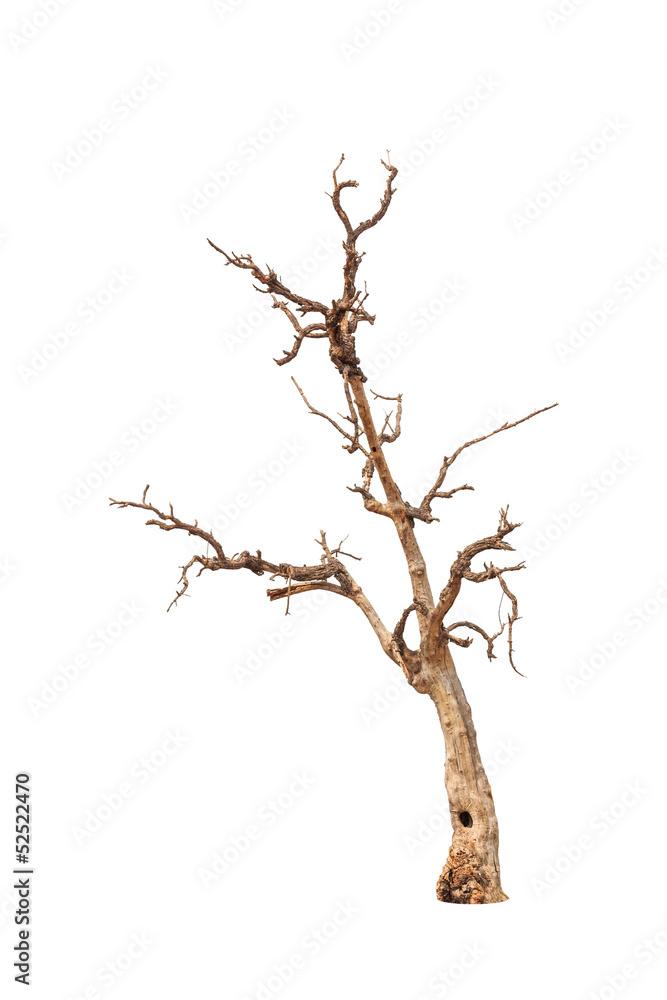Old and dead tree isolated on white background Old and dead tree isolated on white background