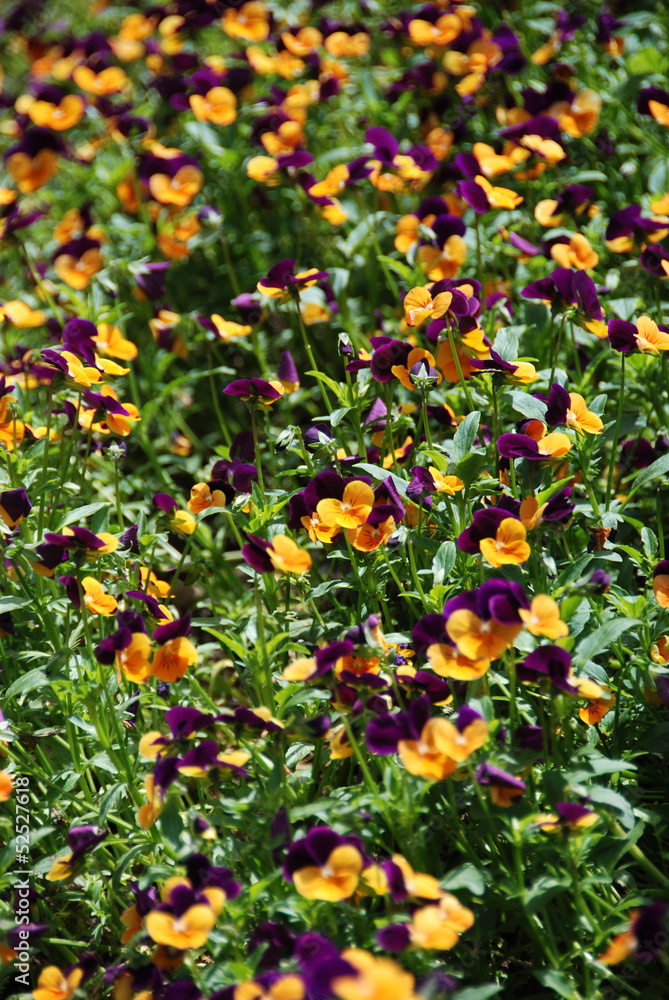 Fototapeta premium Pansies in garden bed
