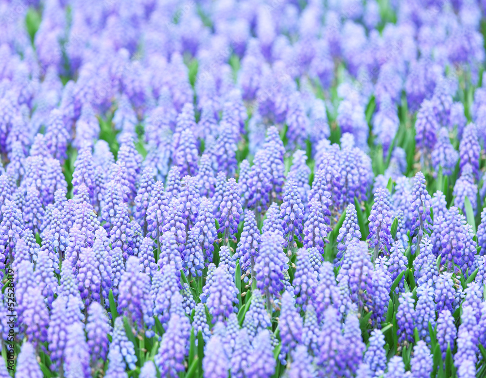 Fototapeta premium Muscari botryoides