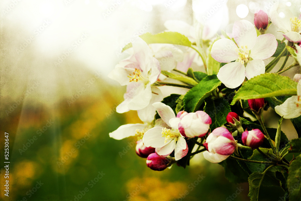Obraz premium Blossom apples garden in the Spring