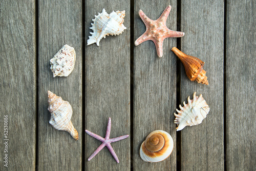 Background of sea shells