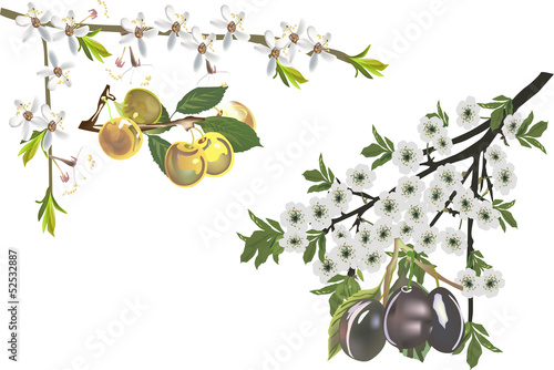 ripe plums and flowers illustration