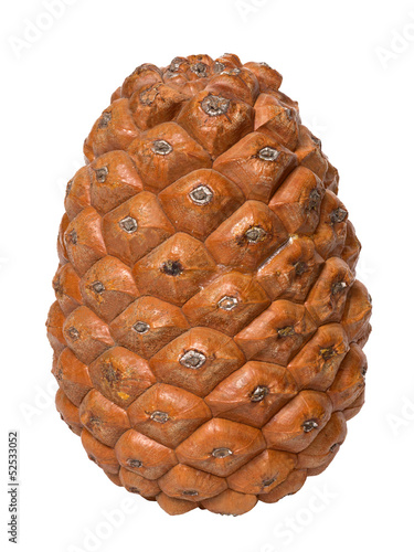 Fotografie single relict pine cone isolated on white
