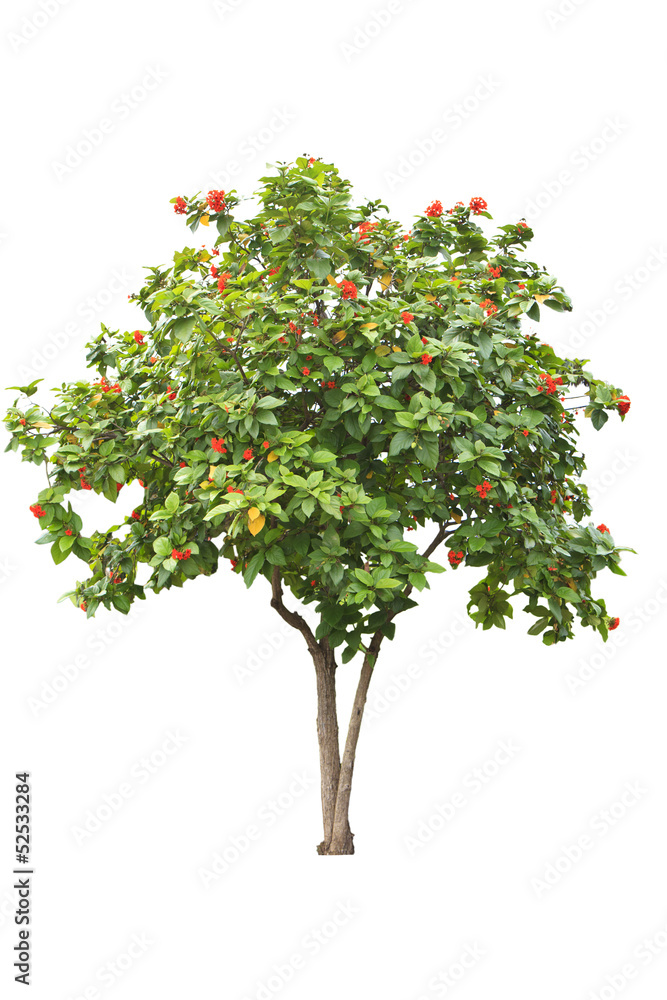 African Tulip tree (Spathodea campanulata) African Tulip tree (Spathodea campanulata)