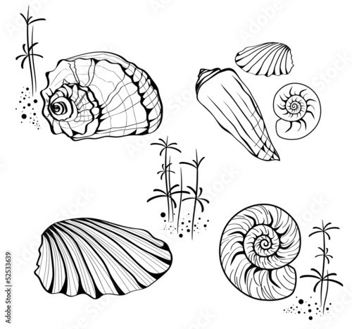 Sea Shells and Snails