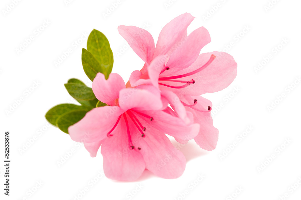 Naklejka premium azalea flower