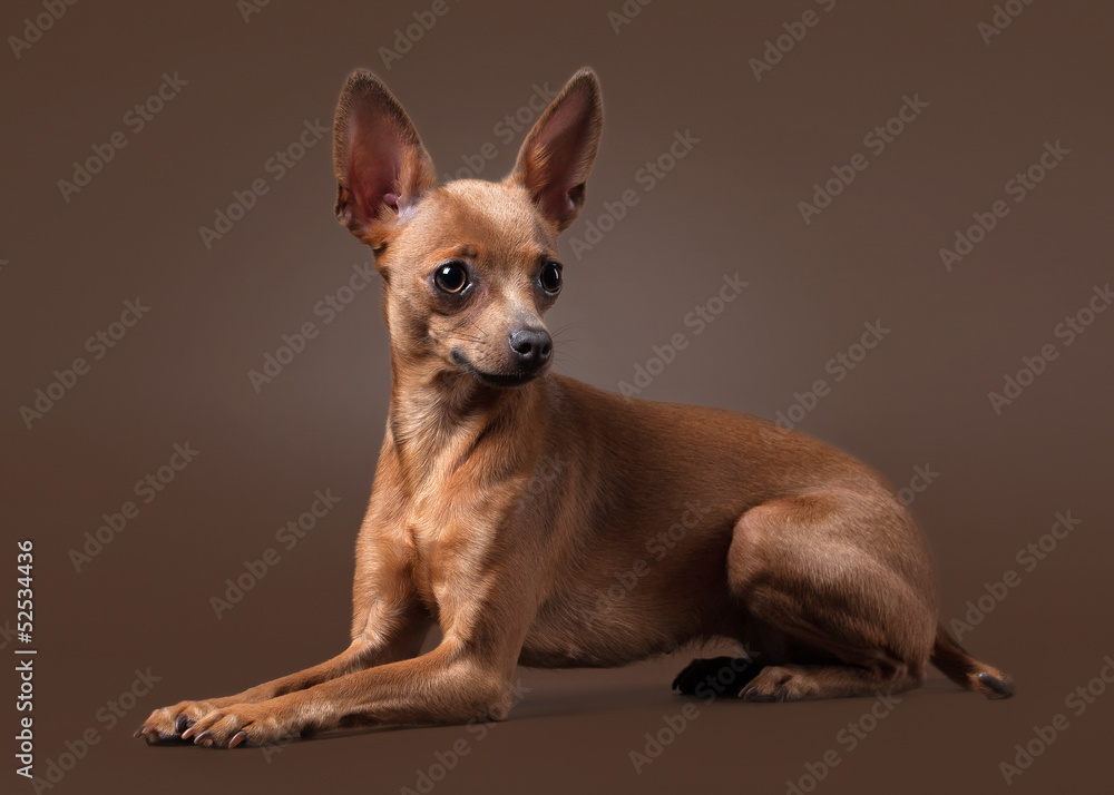 Russian toy terrier puppy on dark brown background