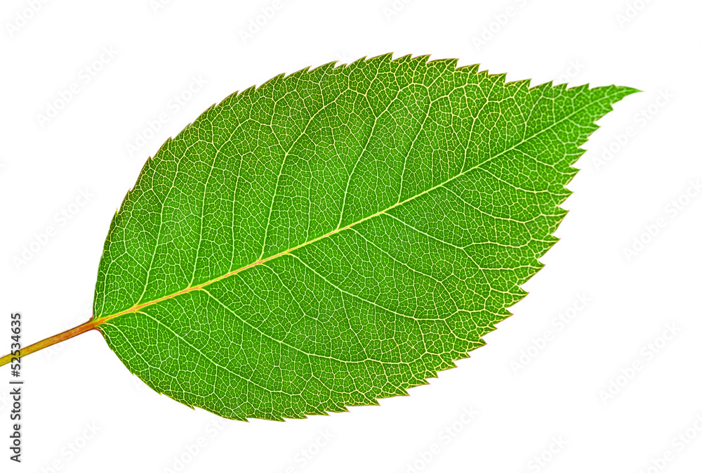 rose leaf rose leaf