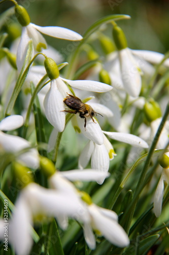 Schneeglöckchen und Biene © S.H.exclusiv
