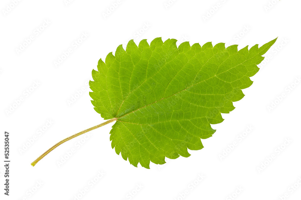 Fototapeta premium nettle leaf