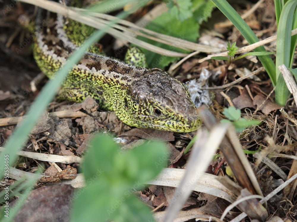 Männliche Zauneidechse im Versteck Männliche Zauneidechse im Versteck