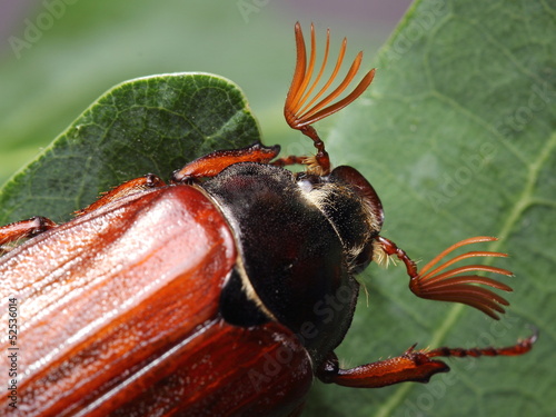 Male of cockchafer. Macro photo