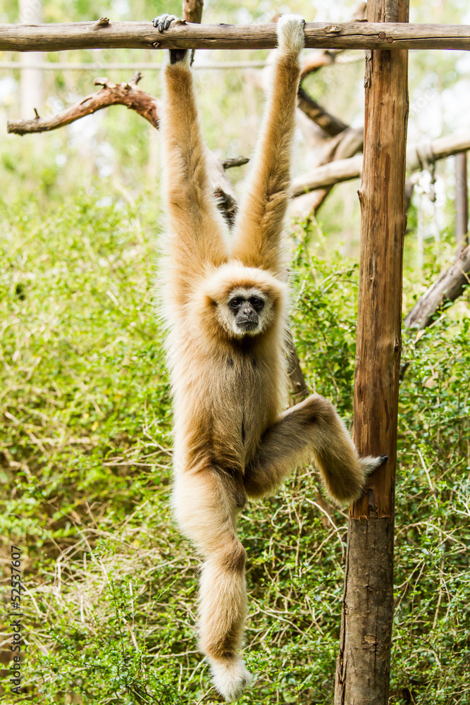 Fototapeta premium white-handed gibbon in chiangmai zoo chiangmai Thailand