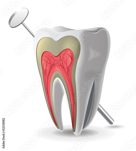 Structure Of Tooth