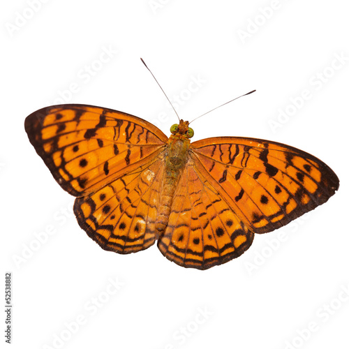 Common leopard butterfly isolated on the white background © lirtlon