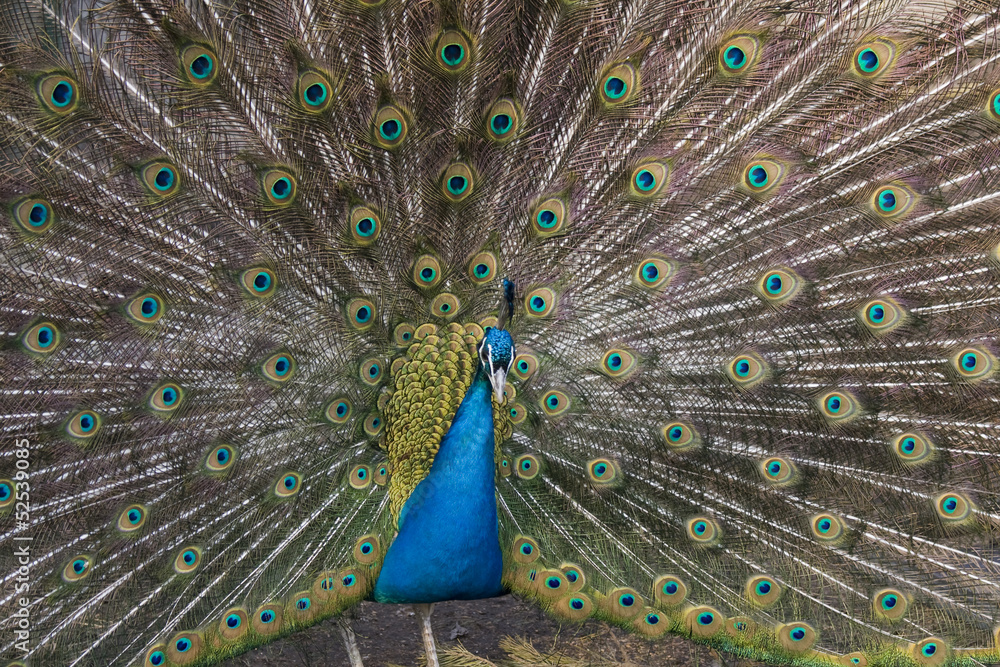 Obraz premium The male peacock (Pavo Linnaeus) with tail disclosed