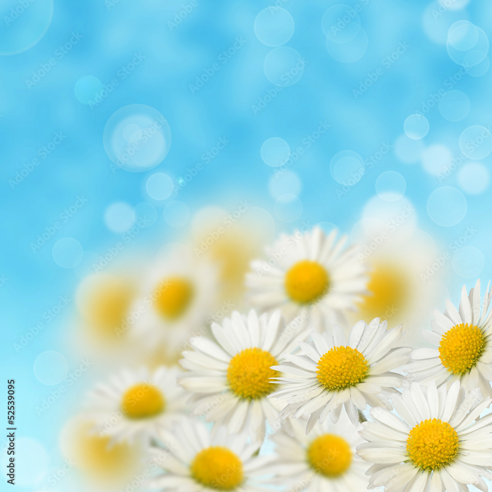 A lot of daisies A lot of daisies