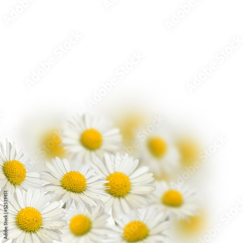 Many daisies on the blurred background