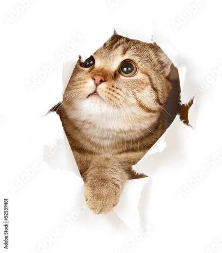 cat in paper hole