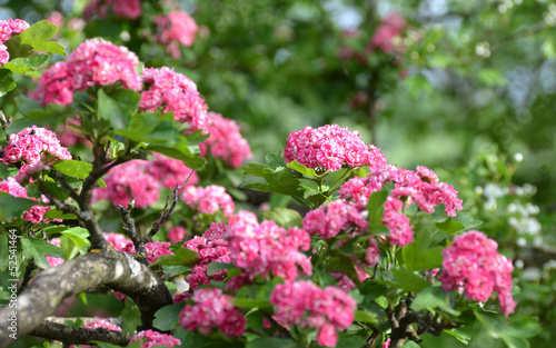 pink hawthorn blossom
