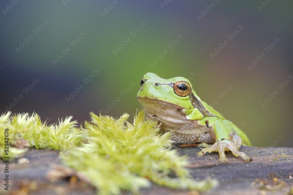 Obraz premium Laubfrosch