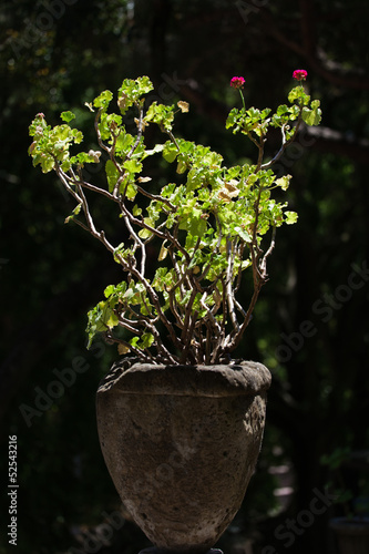 Fototapeta Naklejka Na Ścianę i Meble -  Geranie in antikem Blumentopf