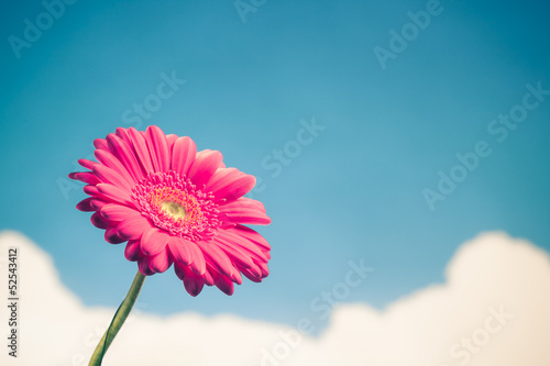 gerbera flower on sky background