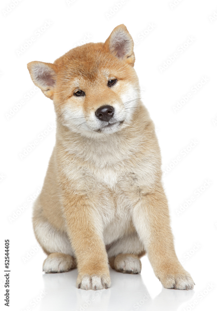 Akita puppy on white background