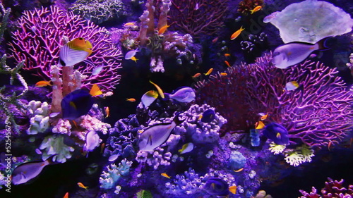 tropical fish and corals underwater