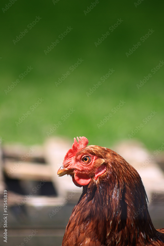 Naklejka premium Brown Hen