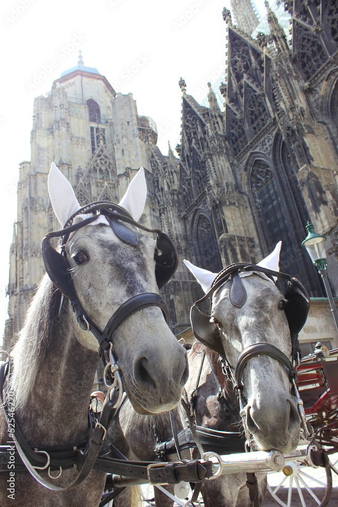 Obraz premium Fiakergespann vor dem Stephansdom in Wien