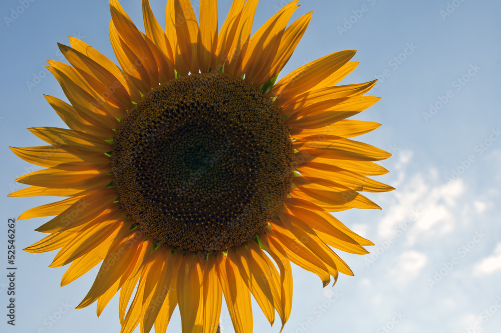 Obraz premium Sunflower with blue sky