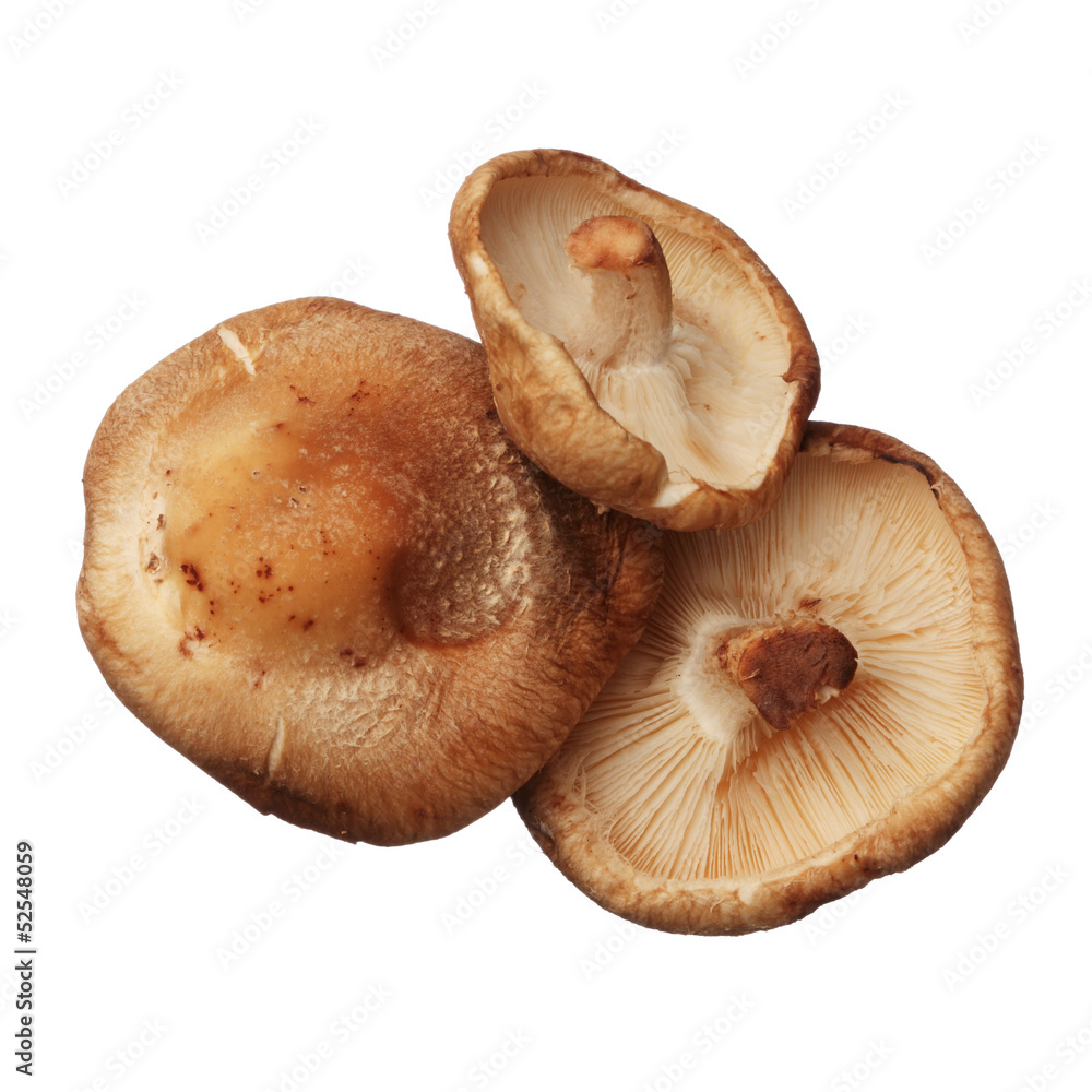 Shitake mushrooms isolated on white background, close up Shitake mushrooms isolated on white background, close up