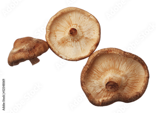 Shitake mushrooms isolated on white background, close up