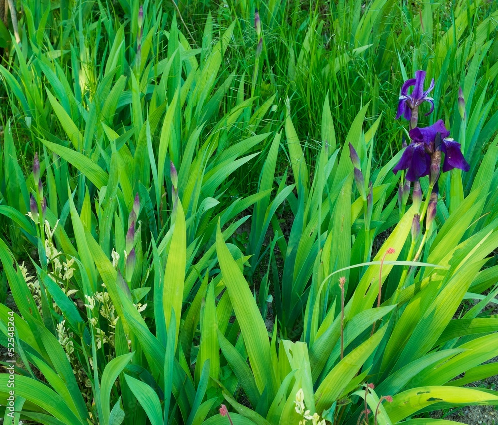 Obraz premium Green grass close-up