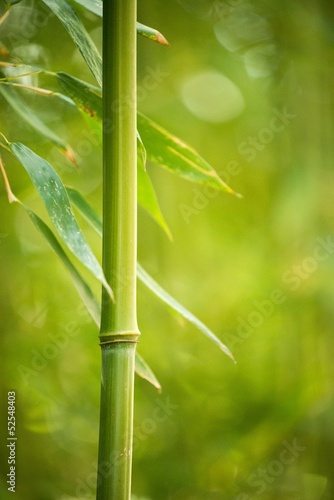 Close-up of a bamboo plant