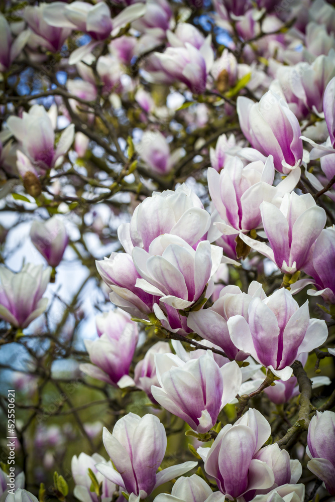 blooming magnoliaceae closeup in spring blooming magnoliaceae closeup in spring