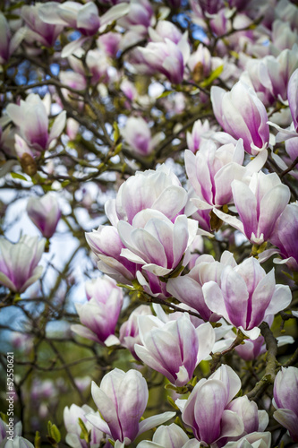 blooming magnoliaceae closeup in spring © Armin Staudt