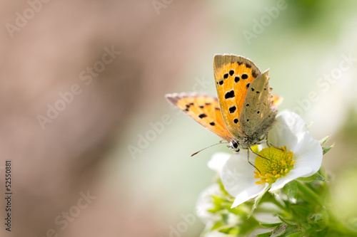 beautiful butterfly in nature. macro © schankz