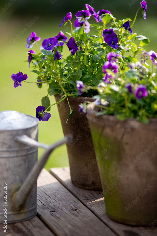 custom made wallpaper toronto digitalViolet in flowerpot next to galvanized watering can.