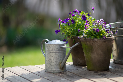 Wallpaper Mural Violet in flowerpot next to galvanized watering can. Torontodigital.ca