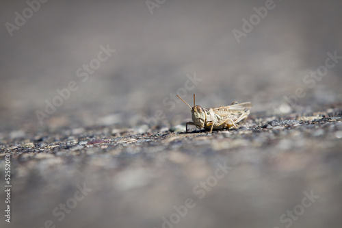 Saltamonte, insecto. Detalle, macro. © simonlaprida